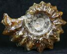 Polished, Agatized Douvilleiceras Ammonite - #29283-1